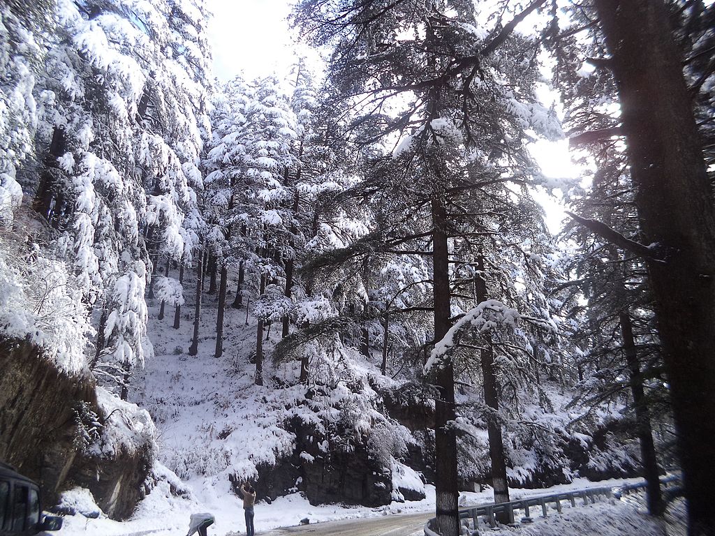 Deodar_trees_covered_with_snow