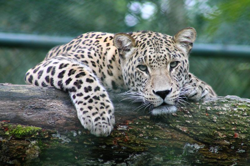 Spot leopards