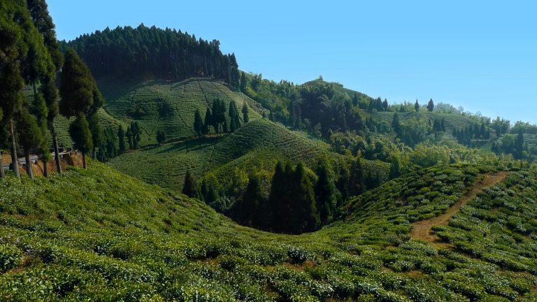 Tea Plantation, Darjeeling