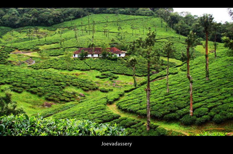 Tea Plantation, Kerala