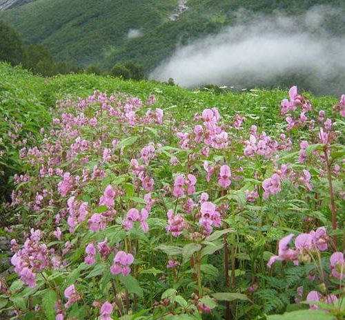 Valley of Flowers, Auli