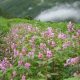 Valley of Flowers, Auli