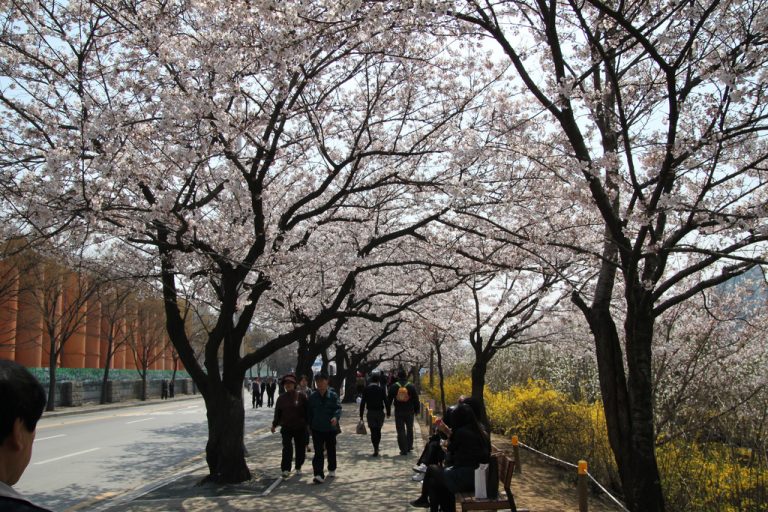 Cherry Blossom, South Korea