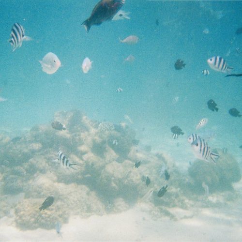 Coral Reef, Mauritius