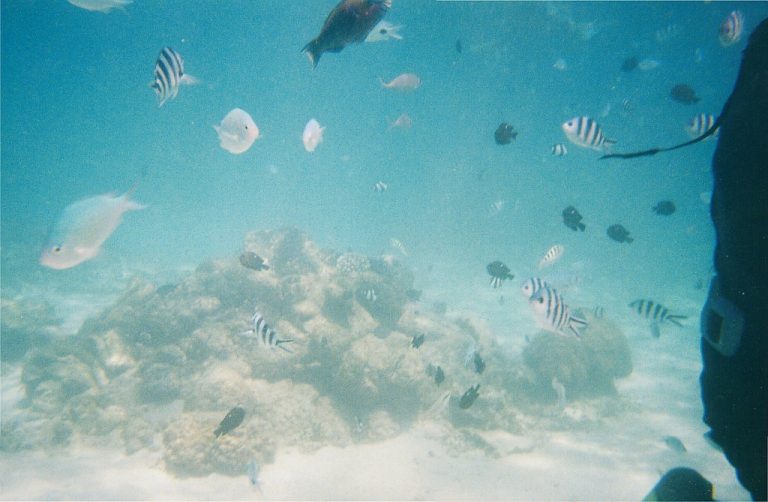 Coral Reef, Mauritius